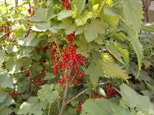 маска из ягод в домашних условиях