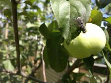 маска из яблок в домашних условиях