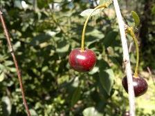 маска из вишни в домашних условиях