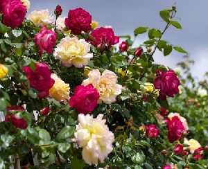 Розы в саду Сорта роз - какие бывают